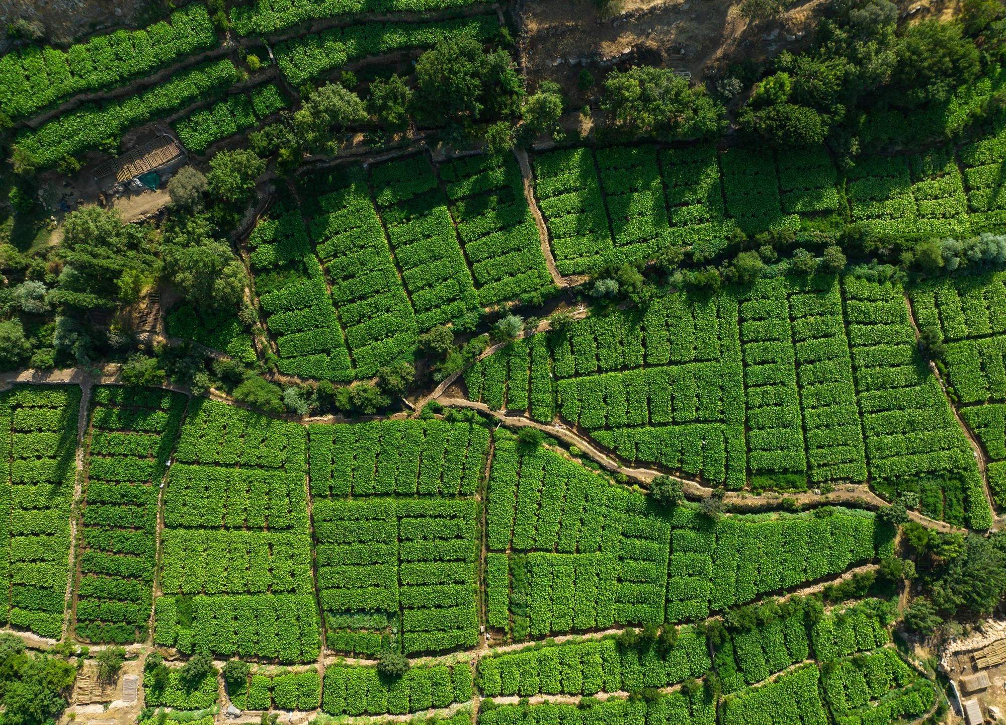 Aerial view of terraced tobacco fields divided into cultivation plots
