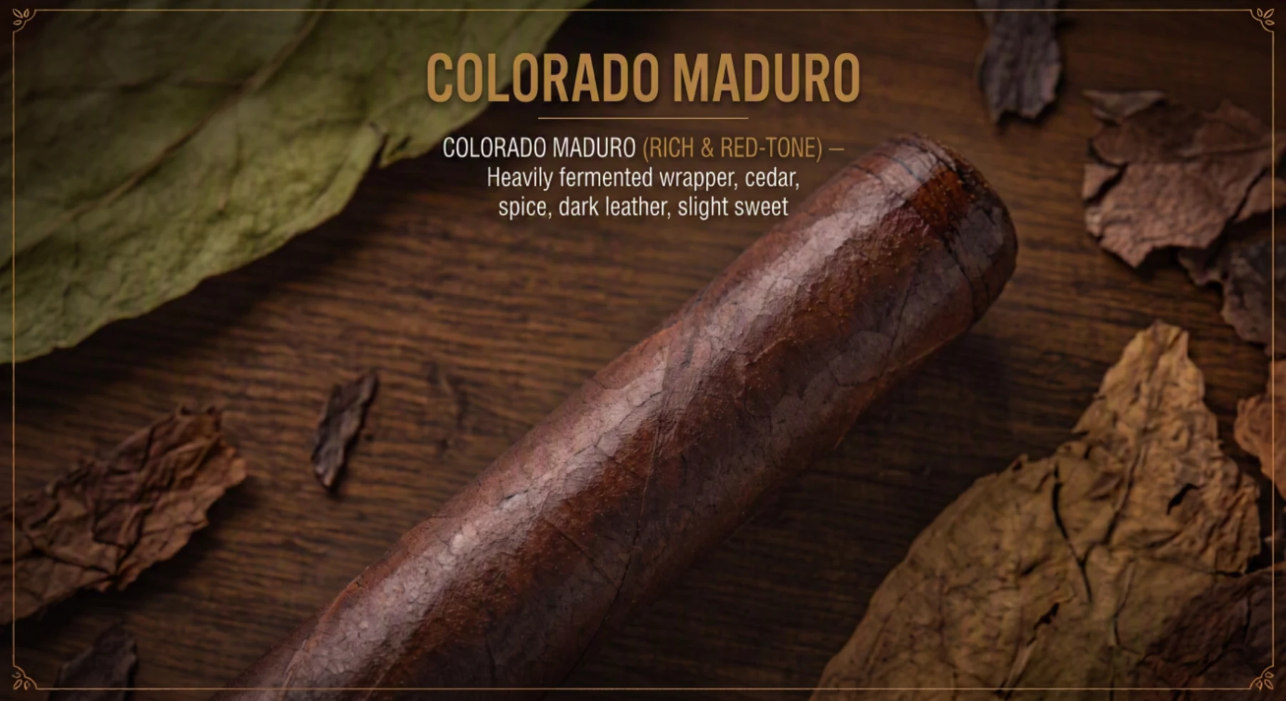 A cigar with a dark, oily brown colorado maduro wrapper carrying warm reddish undertones on dark wood.